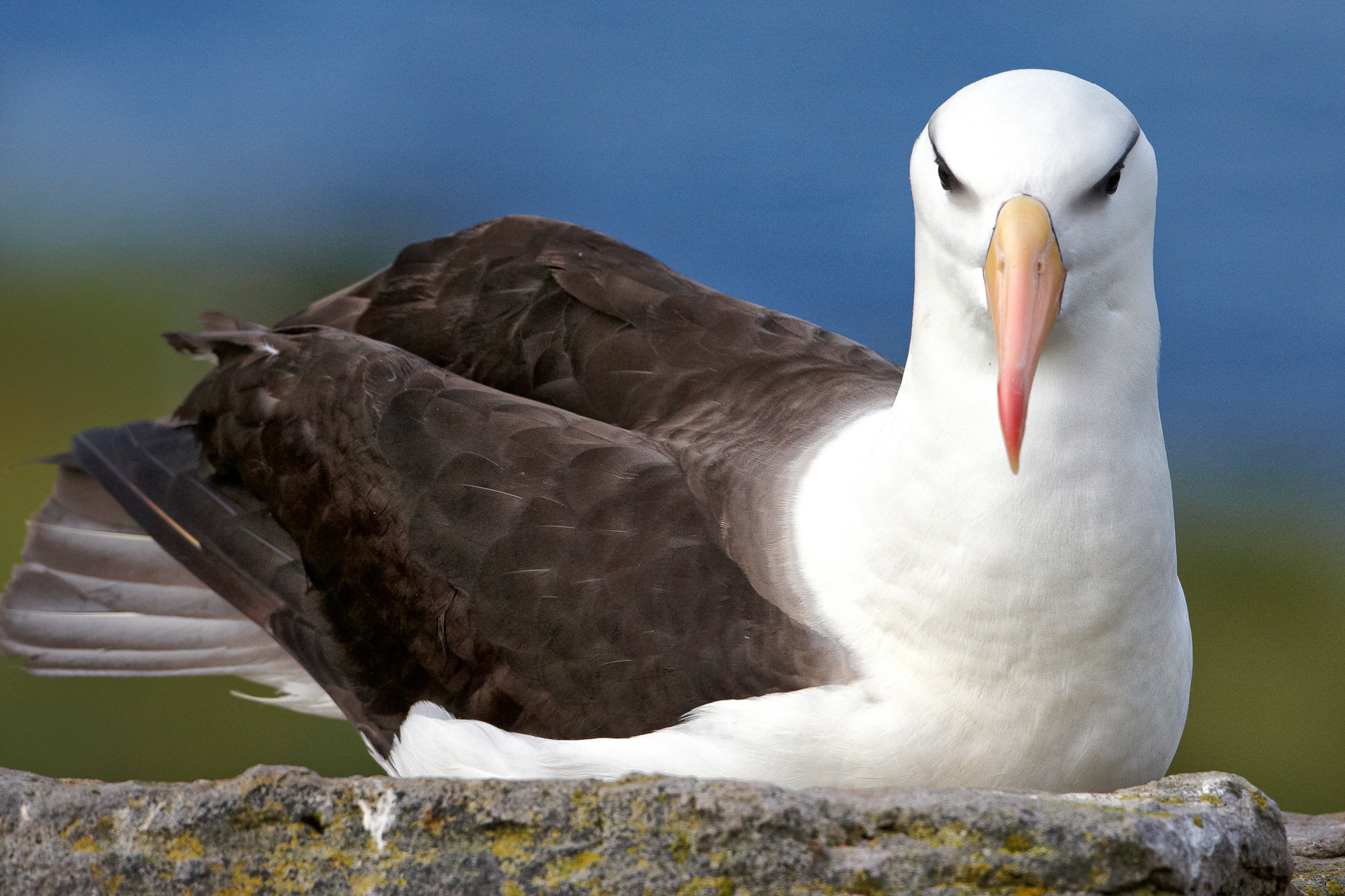 Schwarzbrauen Albatros